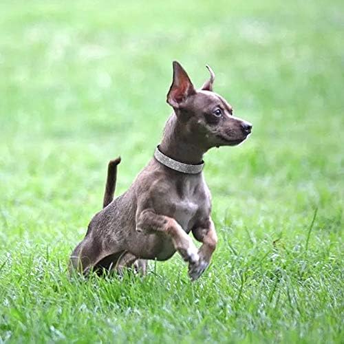 Rhinestone Köpek Tasmaları Sevimli Göz Kamaştırıcı Köpüklü Yumuşak Süet Deri Kedi Köpek Kolye Diamante Hediye Kız
