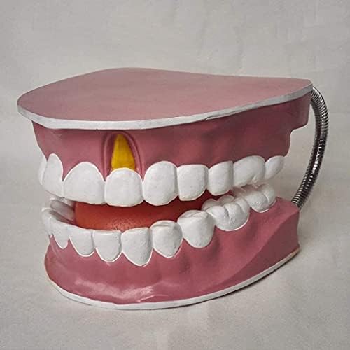 HAOKTSB Yetişkin Standart Diş Diş Modeli Diş Gösteri Oral Öğretim Anatomi Modeli İnsan Organ Modeli